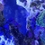 Various corals for sale