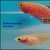 Nothobranchius Rachovii (killifish)