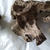 Bogwood - Sold