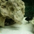 F1 Zebroides Cichlids 1-2 inches