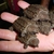 WANTED - HATCHLING ALLIGATOR SNAPPING TURTLE