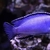 I have lots of breeding groups of pure bred stunning Malawi Cichlids for sale.