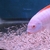 I have lots of breeding groups of pure bred stunning Malawi Cichlids for sale.