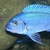 I have lots of breeding groups of pure bred stunning Malawi Cichlids for sale.