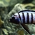 I have lots of breeding groups of pure bred stunning Malawi Cichlids for sale.