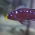 I have lots of breeding groups of pure bred stunning Malawi Cichlids for sale.