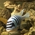 I have lots of breeding groups of pure bred stunning Malawi Cichlids for sale.