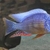 I have lots of breeding groups of pure bred stunning Malawi Cichlids for sale.