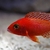 I have lots of breeding groups of pure bred stunning Malawi Cichlids for sale.