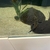 Breeding pair of pearl stingray and pups. PRICE REDUCED