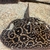 Breeding pair of pearl stingray and pups. PRICE REDUCED