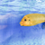 Petrochromis Yellow Moshi Mahale