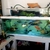 5ft Aquarium and various fish