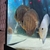 20 discus fish for sale