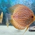 20 discus fish for sale