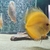 20 discus fish for sale