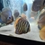 20 discus fish for sale