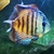 11 Discus fish and silver shark