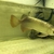 24 k MALAYSIAN GOLDEN CROSSBACK AROWANAS