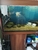 5ft Aquarium Plus Contents £300