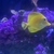 Yellow tang (£325)