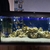 Various Malawi Cichlids for sale