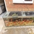 gold fish for sale in leamington spa