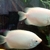 REDUCED PINK KISSING Gouramis - Extra Large