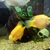 REDUCED Parrot Fish - Extra large