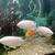 REDUCED PINK KISSING Gouramis - Extra Large