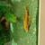 Super Red Bristlenose Plecs