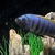 Jalo reef mbuna cichlids