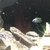 Jalo reef mbuna cichlids