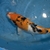 TOP QUALITY GENUINE JAPANESE KOI FOR SALE . COUNTY DURHAM