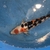 TOP QUALITY GENUINE JAPANESE KOI FOR SALE . COUNTY DURHAM