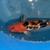 TOP QUALITY GENUINE JAPANESE KOI FOR SALE . COUNTY DURHAM