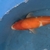 TOP QUALITY GENUINE JAPANESE KOI FOR SALE . COUNTY DURHAM