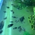 Approx 50 Convict Cichlids - Leicester