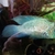 REDUCED - ELECTRIC BLUE ACARA - BREEDING PAIR