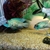 REDUCED - ELECTRIC BLUE ACARA - BREEDING PAIR