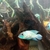 REDUCED - ELECTRIC BLUE ACARA - BREEDING PAIR