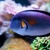 Sohal tang / collare butterfly fish Sold…