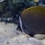 Sohal tang / collare butterfly fish Sold…