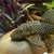 PLECOS BRISTLE NOSE 2- 3 INCH