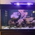 Complete 400L Marine aquarium and contents