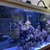 LIVESTOCK in 5FT RENA REEF AQUARIUM EVERYTHING INCLUDED £3k ONO