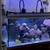 LIVESTOCK in 5FT RENA REEF AQUARIUM EVERYTHING INCLUDED £3k ONO