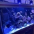 5FT COMPLETE REEF TANK FOR SALE INC LIVESTOCK £2K ONO