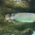 NAMI GREEN ASIAN AROWANA - 22-24inch - £400