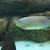 NAMI GREEN ASIAN AROWANA - 22-24inch - £400